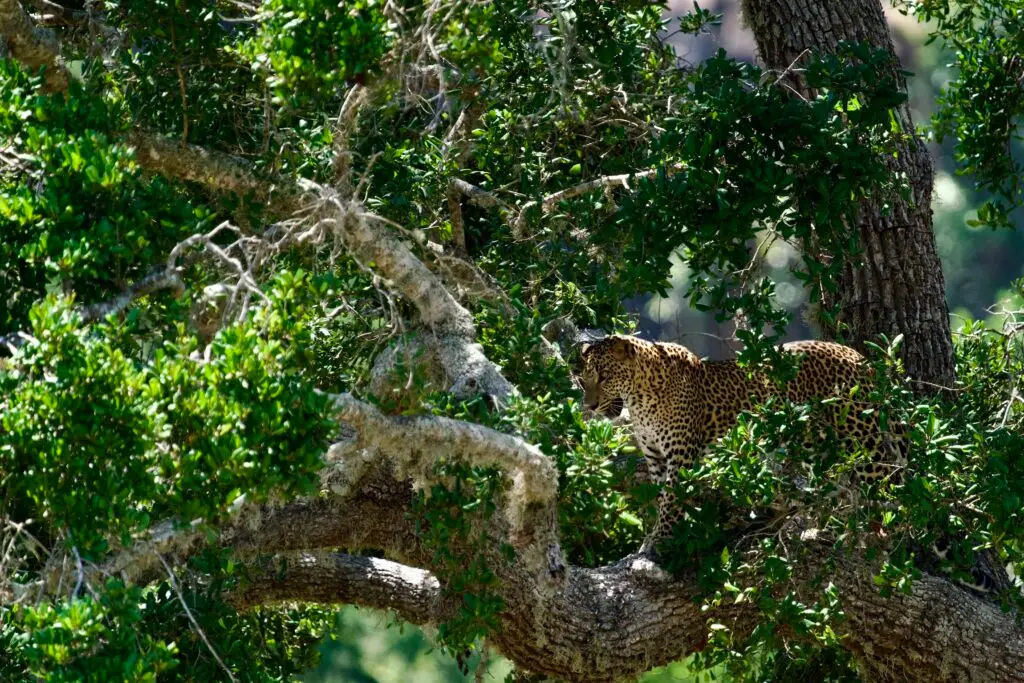 leopard in yala