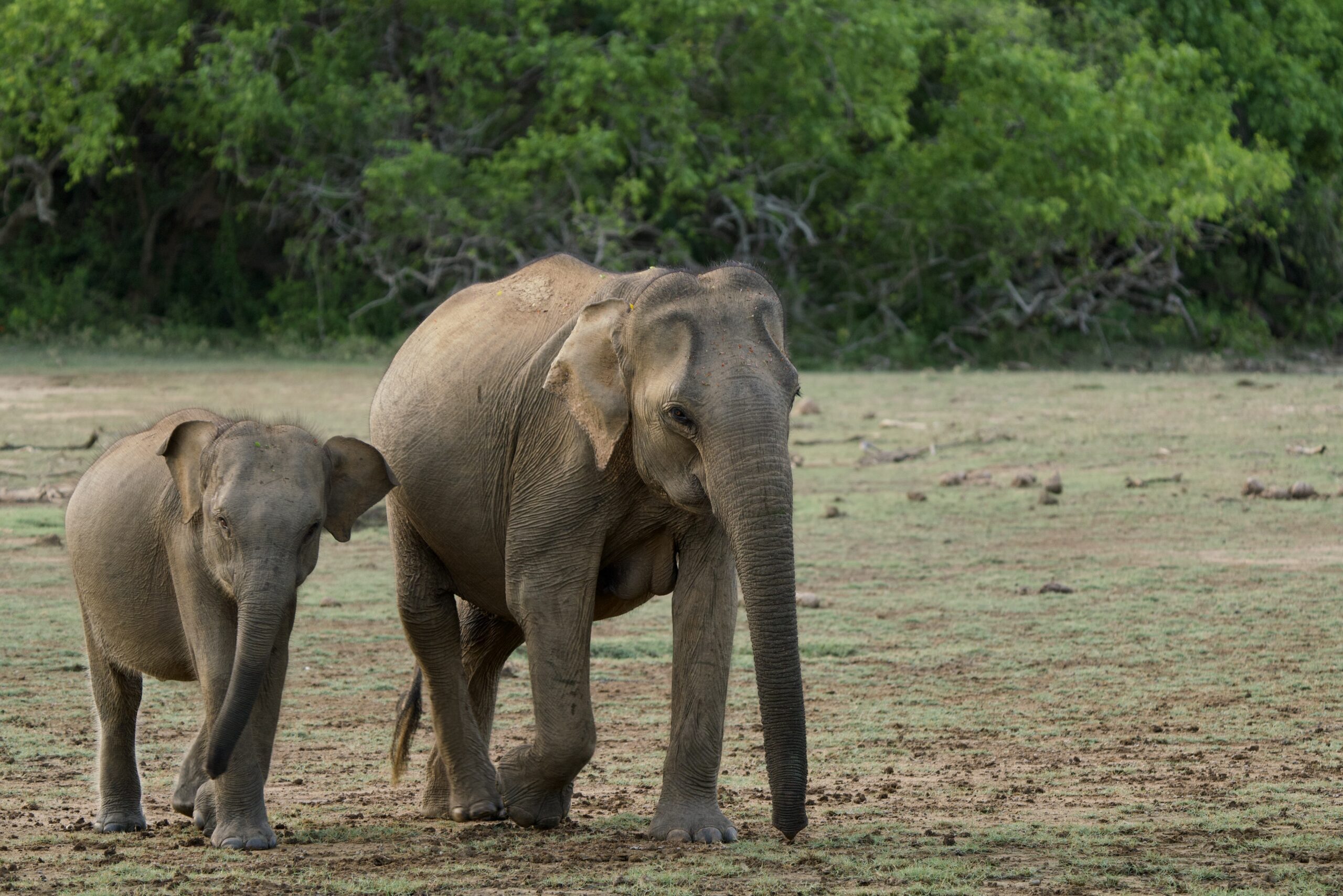 Elephant and Calf